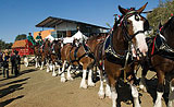 Photo: Anheuser-Busch horses at RMI Grand Opening