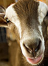 Photo: Goat
