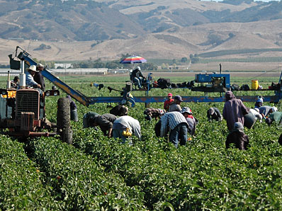 Photo: Migrant workers in the field
