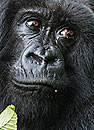 Photo: gorilla