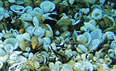 Photo: Asian clams