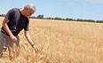 Photo: A man stands in a wheat field
