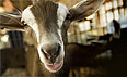 Photo: goat